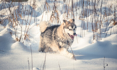 Sled dog running in snow. Young Alaskan Malamute male puppy in motion. Wintery view of a withere meadow. Selective focus on the doggy, blurred background.