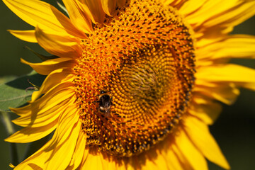 Blooming bright yellow sunflower. Sunflower field at the farm.