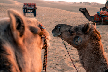 Camel in the Desert