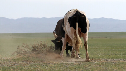 Two cows foreheads touch each other on a dusty field. Showdown bulls, who is more important and...