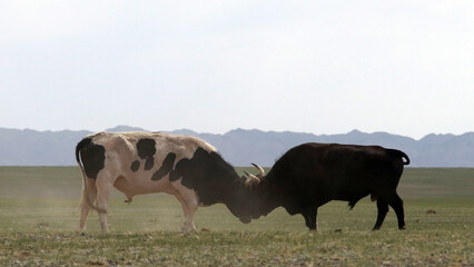 Two cows foreheads touch each other on a dusty field. Showdown bulls, who is more important and...