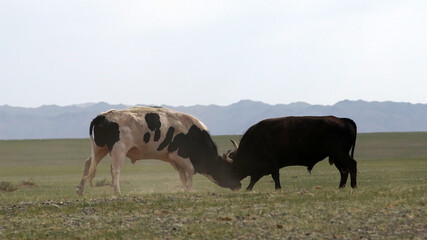 Two cows foreheads touch each other on a dusty field. Showdown bulls, who is more important and...