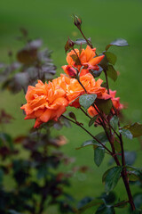 Lovers Meeting Hybrid Tea rose blossoms after rain
