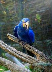 blue Hyacinth Macaw