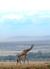 Giraffe in the Masai Mara, Kenya.
