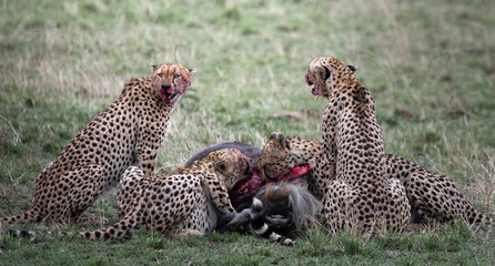 Cheetahs with a wildebeest kill in the Masai Mara.