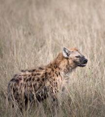 Hyena in the Masai Mara.