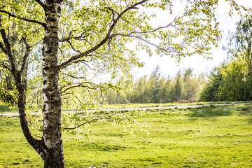 birch tree in the park