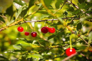 Ripe red cherry on green tree branch. Harvest under sunshine