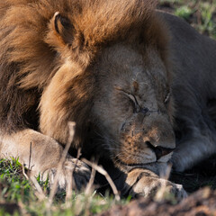 Naklejka premium Lion, Masai Mara. 