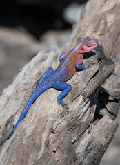 Spiderman lizard, Masai Mara