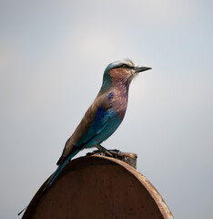 Lilac breasted roller, Kenya 