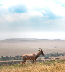Topi, Masai Mara