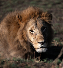 The king, Masai Mara 