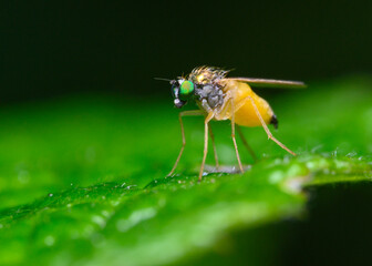A fly with a yellow belly and bright green eyes sits on a tree leaf