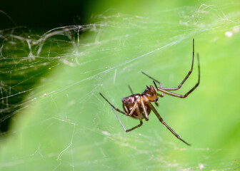 A brown spider in a web weave on a tree leaf