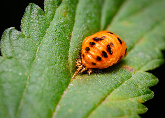 Ladybug larva on a tree leaf