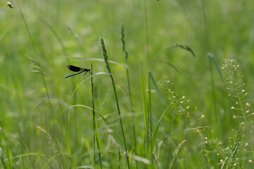 Gebänderte Prachtlibelle (Calopteryx splendens)