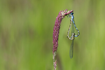 Gemeine Becherjungfer (Enallagma cyathigerum)