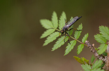 Gemeiner Strauchdieb (Neoitamus cyanurus)