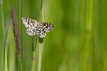 Gitterspanner (Chiasmia clathrata)