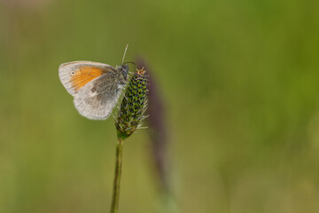 Kleines Wiesenvögelchen (Coenonympha pamphilus)