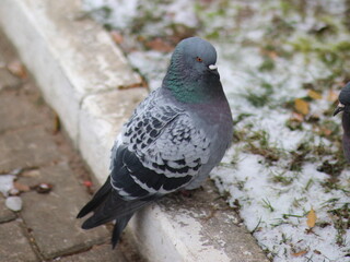 Dove ruffled on snowy ground