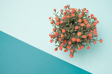 House plant with orange flowers in a pot against light blue background. Minimal design flat lay