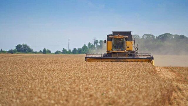 Big yellow combine harvester working at the field of ripe wheat. Combiner in a blue overall rules the powerful harvester machine.