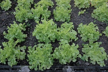 Green Oak Lettuce growing in an agricultural plot on the morning. It has fiber that helps digestion, vitamin B and vitamin C to help with constipation, nourish eyesight and muscles.