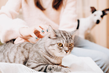 woman stroking tenderly her tabby cat while small dog looking at them. crop view. domestic scottish straight cat, pet love and care