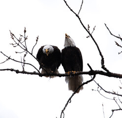 Bald eagles, Michigan 
