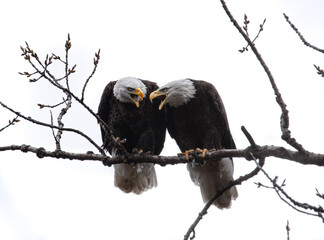 Bald eagles, Michigan