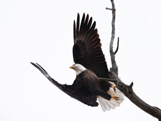 bald eagle in flight