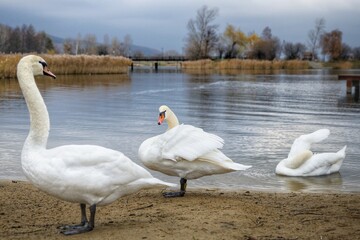 swans on the river