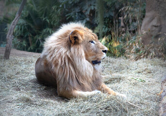 Fototapeta na wymiar Lion king resting