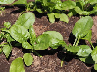 Fresh young spinach leaves in the ground in the kitchen garden, closeup. Spinacia leaf salad with vitamins for dietary nutrition. Farming and gardening