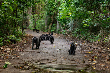 Trip around Sulawesi and the Tongkoko National Palk, Mount and jungle