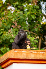 Trip around Sulawesi and the Tongkoko National Palk, Mount and jungle