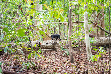 Trip around Sulawesi and the Tongkoko National Palk, Mount and jungle
