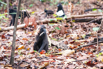 Trip around Sulawesi and the Tongkoko National Palk, Mount and jungle