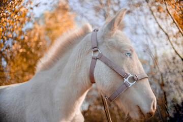 A white pony isstanding in the field and eating grass. Cute little horse in the warm evening light autumn sunset.