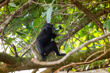 Trip around Sulawesi and the Tongkoko National Palk, Mount and jungle
