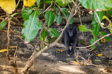 Trip around Sulawesi and the Tongkoko National Palk, Mount and jungle