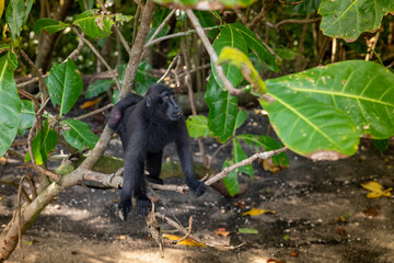 Trip around Sulawesi and the Tongkoko National Palk, Mount and jungle