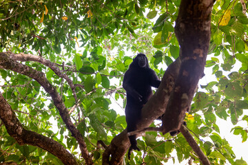 Trip around Sulawesi and the Tongkoko National Palk, Mount and jungle