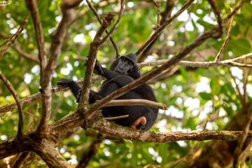 Trip around Sulawesi and the Tongkoko National Palk, Mount and jungle