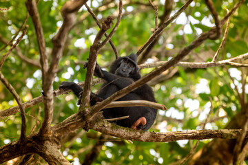 Trip around Sulawesi and the Tongkoko National Palk, Mount and jungle