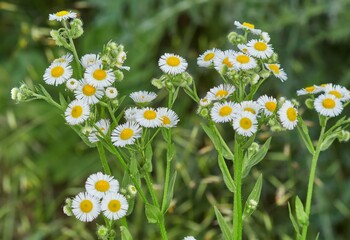 Erigeron annuus flowers known also as annual fleabane, daisy fleabane or eastern daisy fleabane