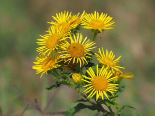 Inula britannica flowers known also as British yellowhead or meadow fleabane